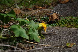 Image of Cucurbita maxima subsp. maxima