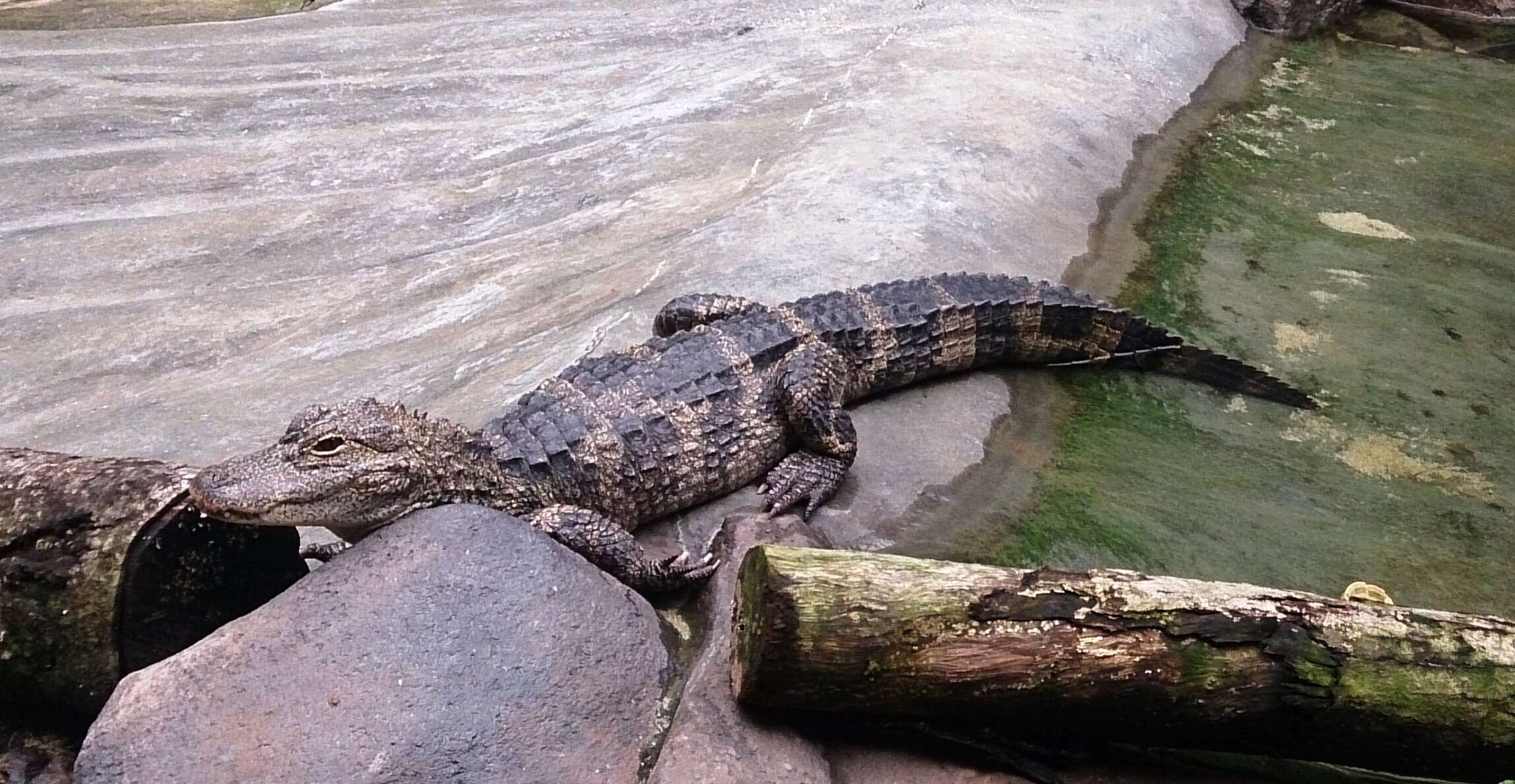 Image of Chinese alligator