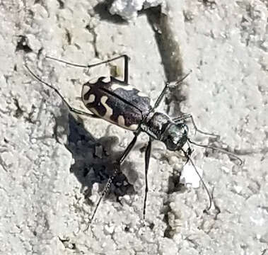 Image de Cicindela (Cicindelidia) hemorrhagica Le Conte 1851