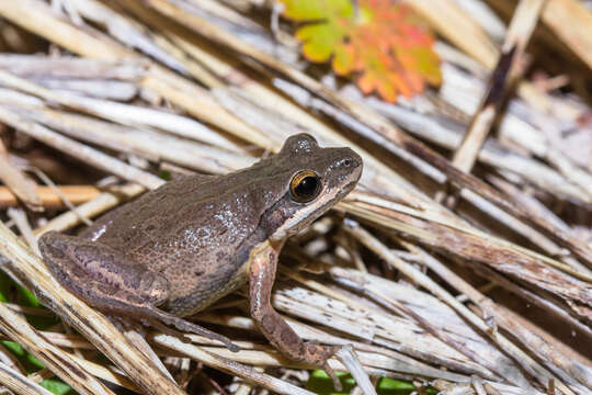 Image of Cajun Chorus Frog