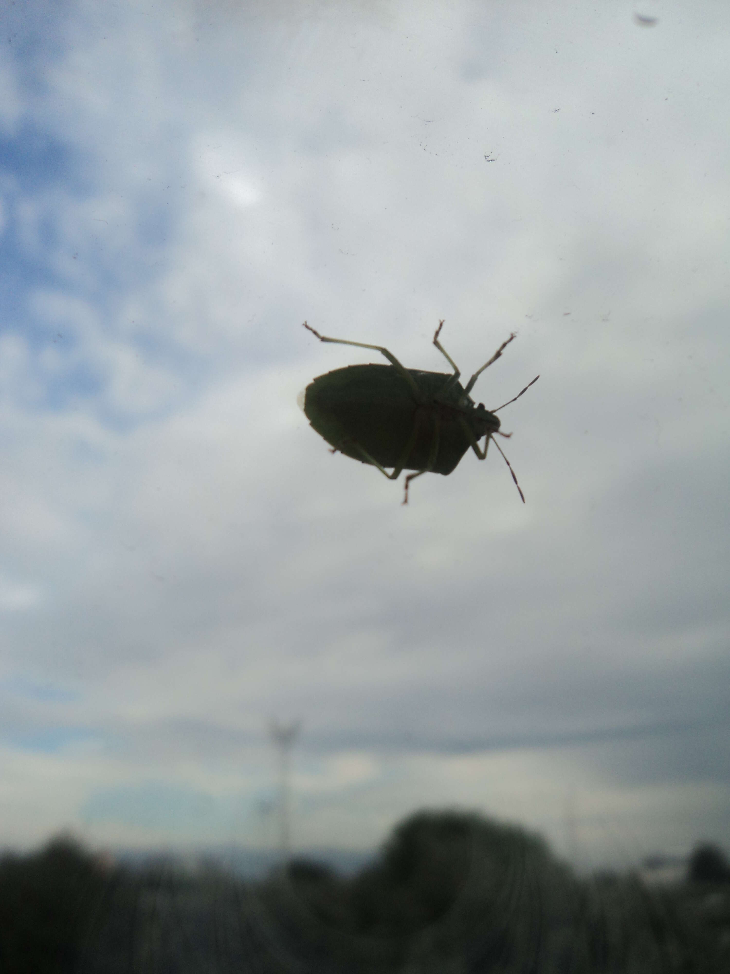 Image of Green shield bug