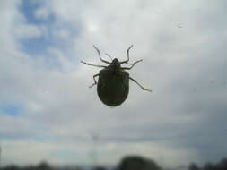 Image of Green shield bug