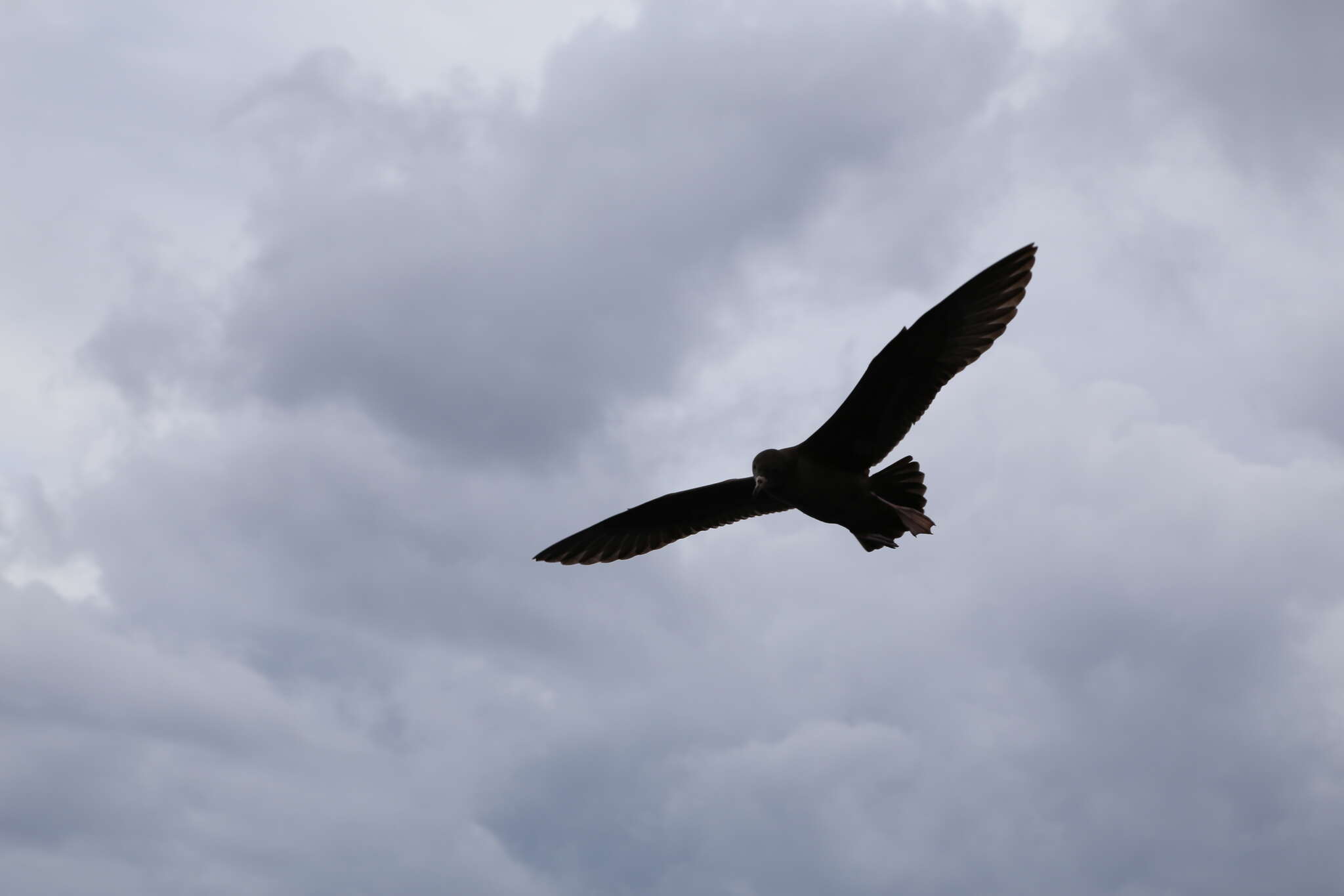 Image of Flesh-footed Shearwater