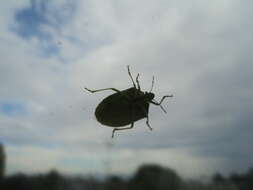 Image of Green shield bug