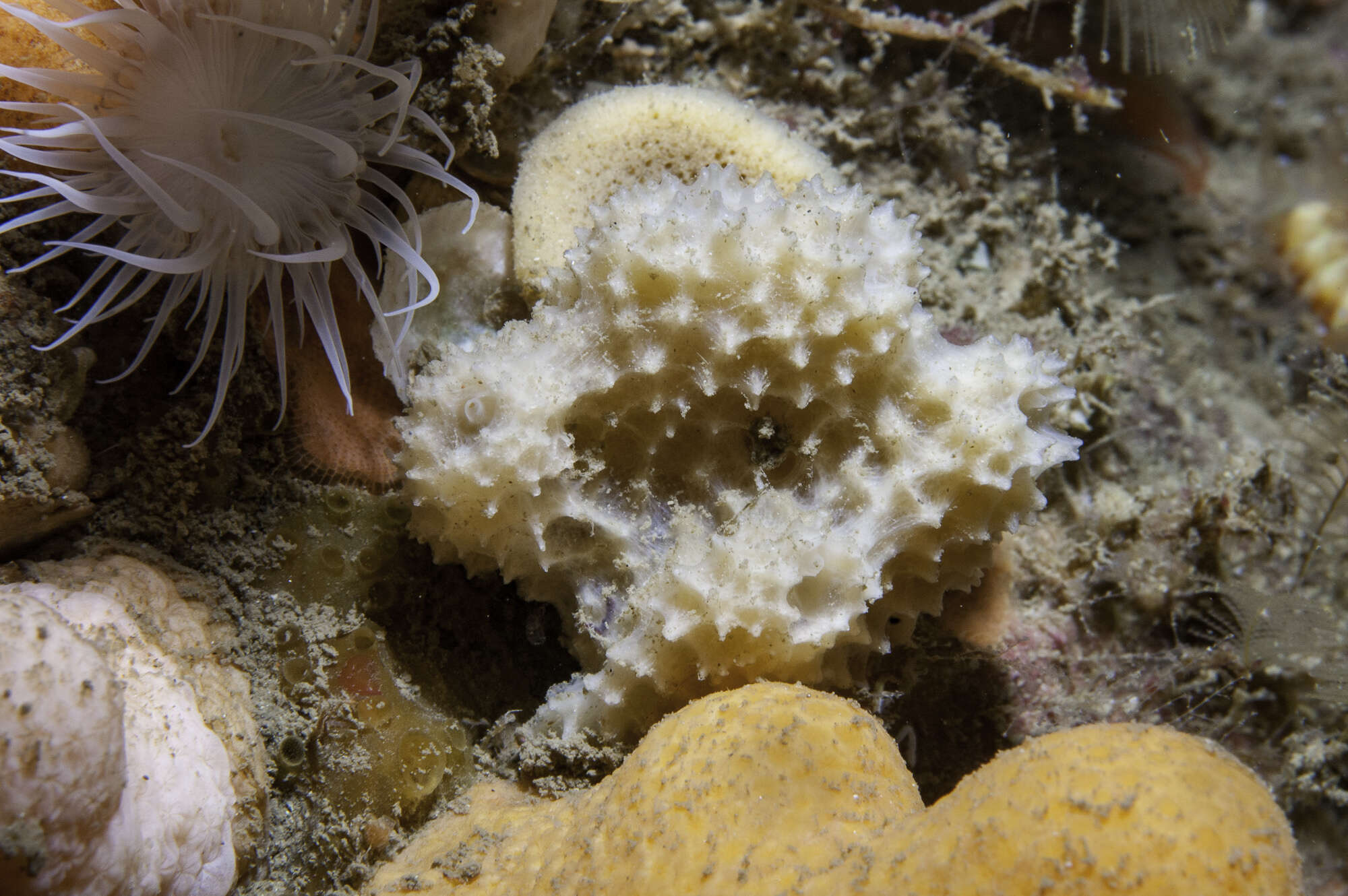 Image of brittle horny sponge