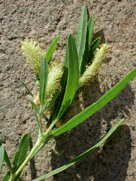 Image of narrowleaf willow