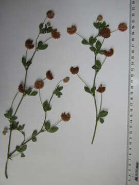 Image of Trifolium hybridum subsp. elegans (Savi) Asch. & Graebn.