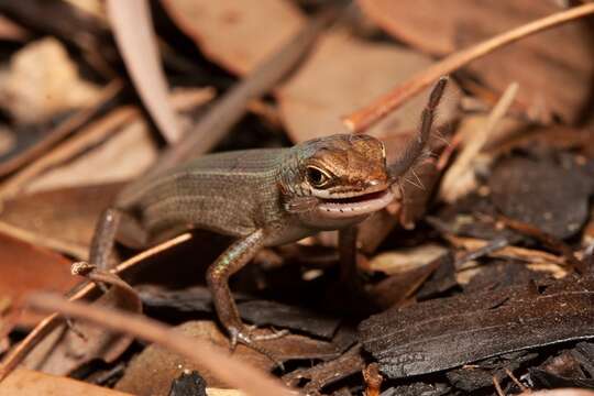 Image of Brown Bicarinate Rainbow-skink