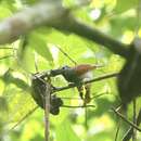 Image of Chestnut-winged Babbler
