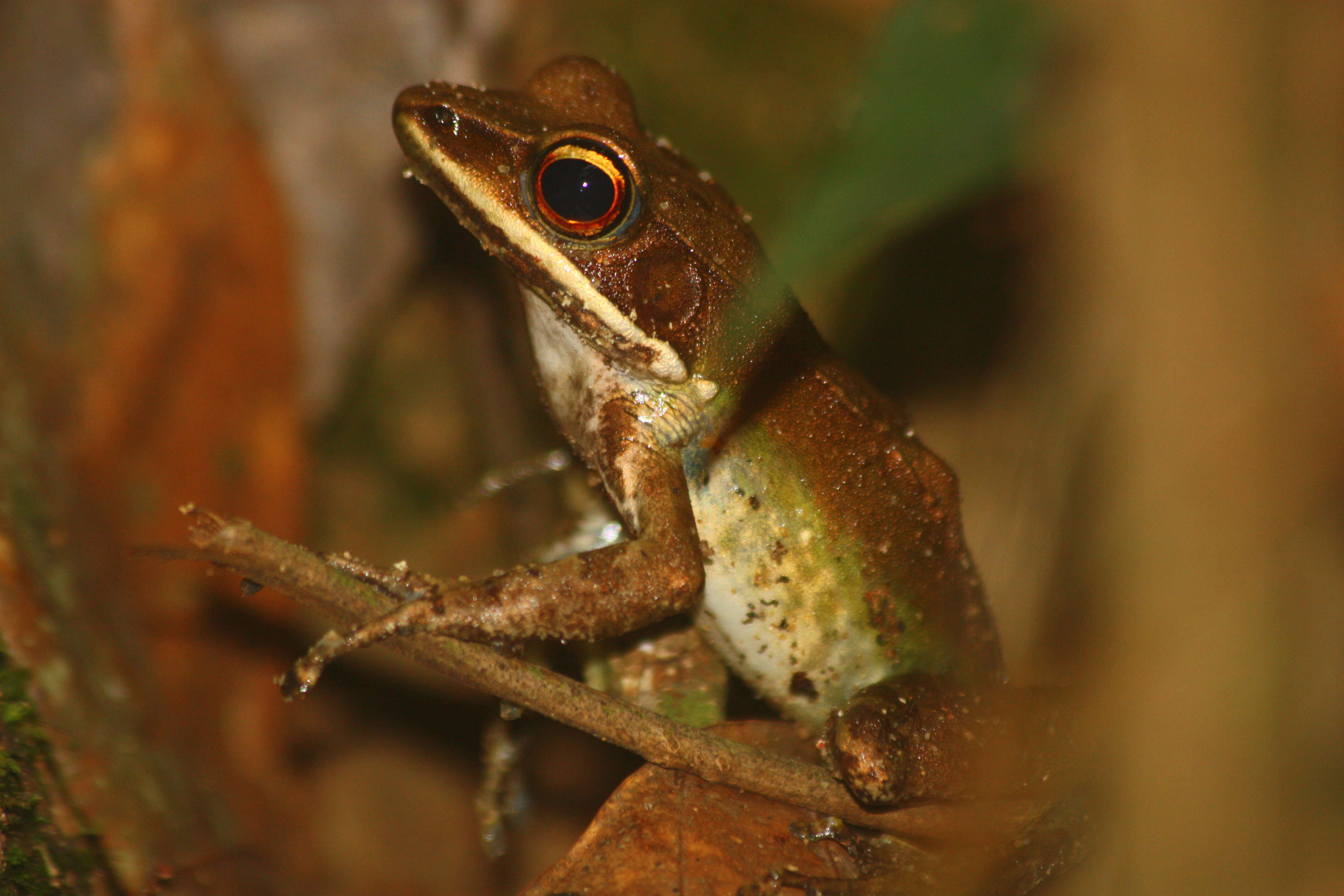 Image of White-lipped frog