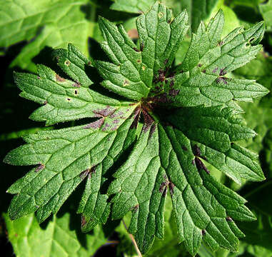 Image of common buttercup