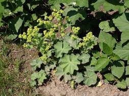 Image of Alchemilla vulgaris L.