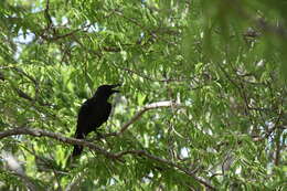 Image of Slender-billed Crow