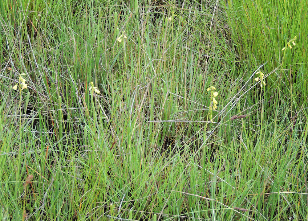 Image de Eulophia milnei Rchb. fil.