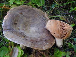 Image of Lactarius subcircellatus Kühner 1975