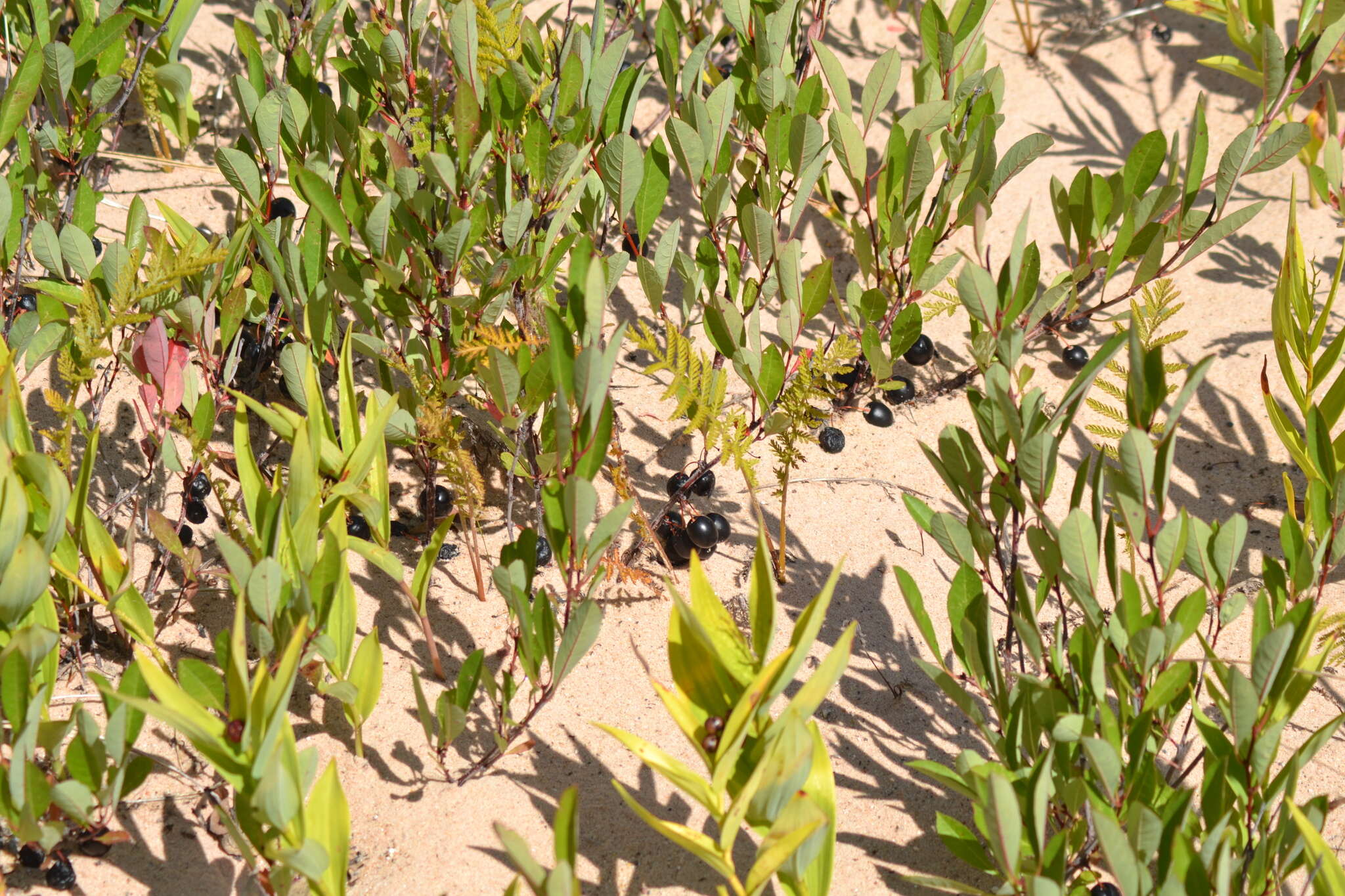 Imagem de Prunus pumila subsp. pumila