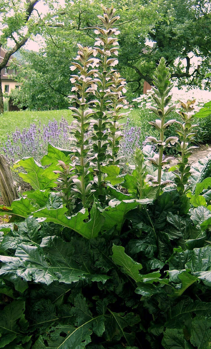 Imagem de Acanthus mollis L.