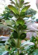 Imagem de Acanthus mollis L.