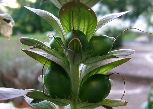 Imagem de Acanthus mollis L.