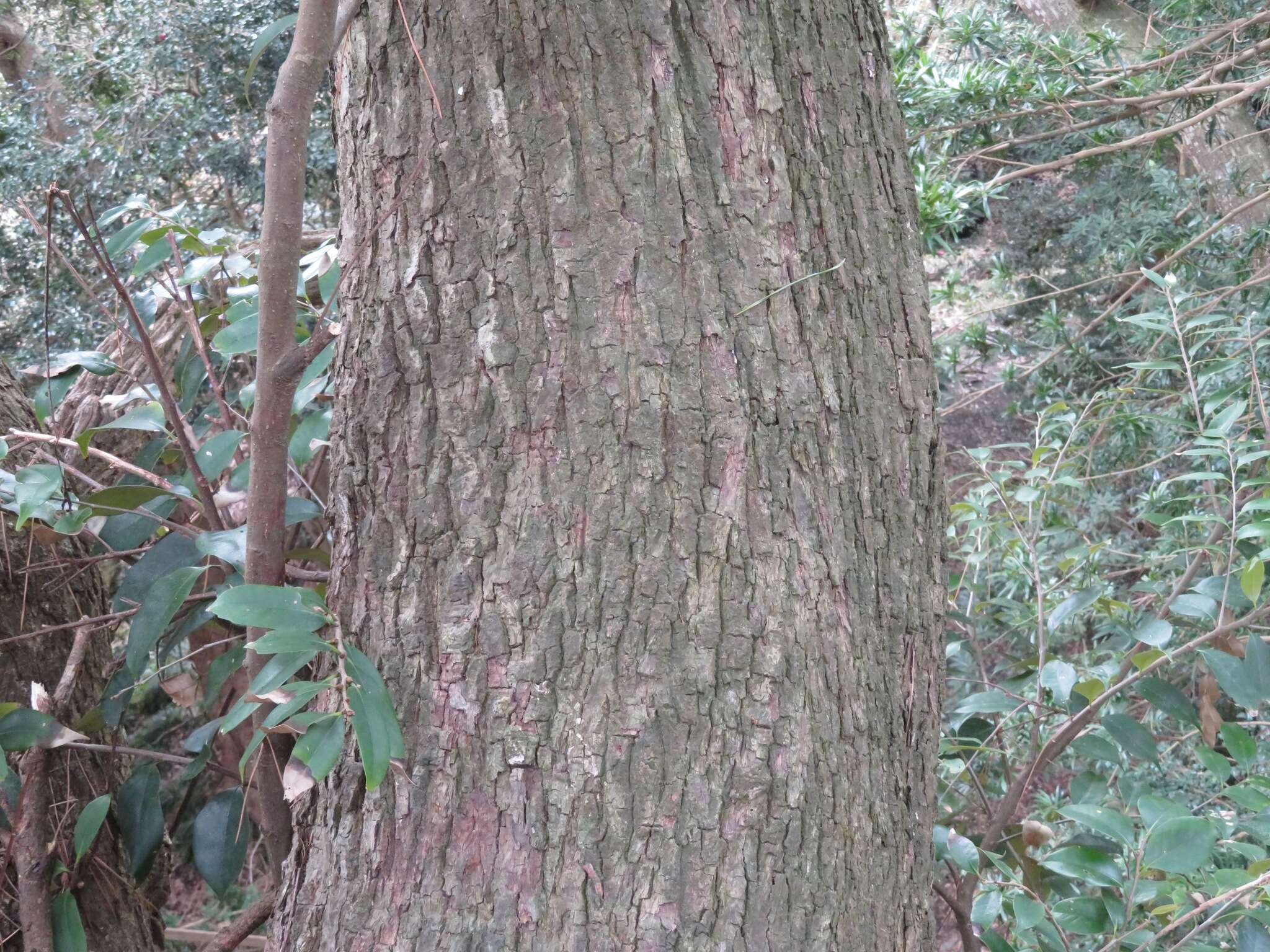 Image of Castanopsis sieboldii (Makino) Hatus.