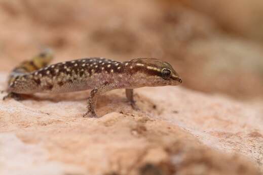 Image of Saurodactylus brosseti (Bons & Pasteur 1957)