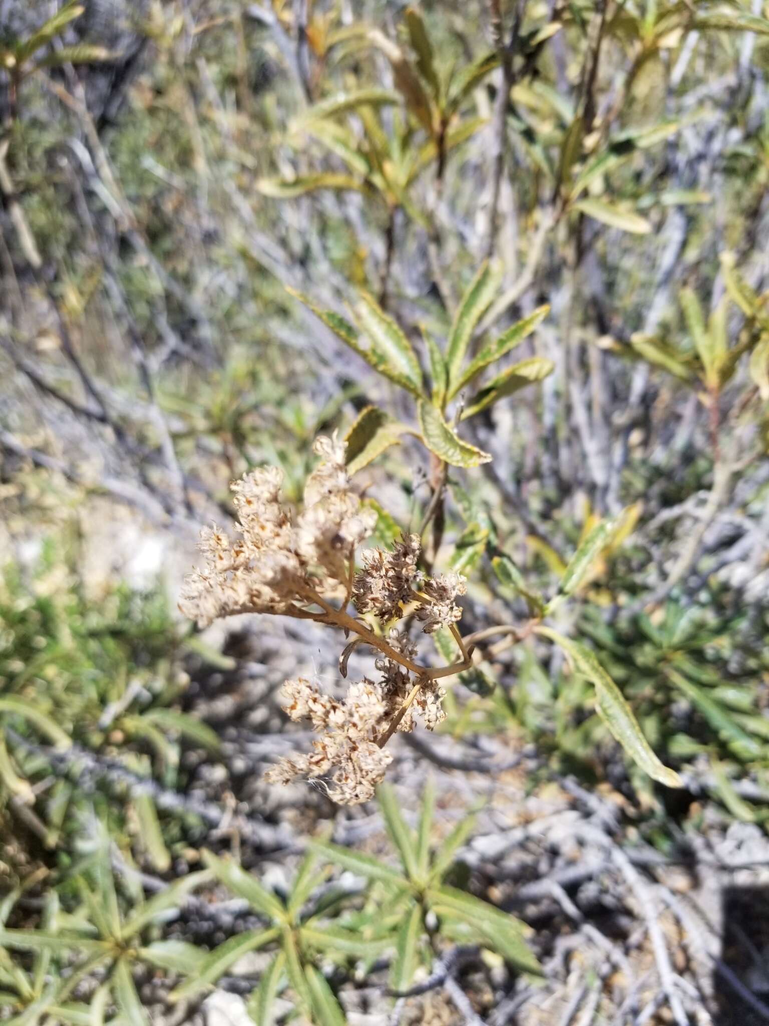 Image of hairy yerba santa