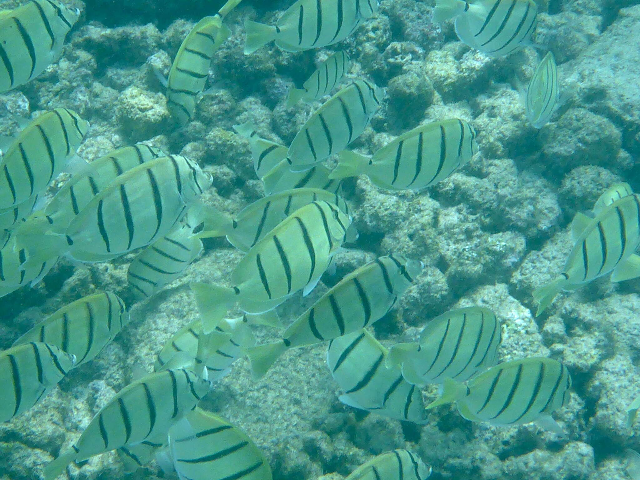 Image of Convict Surgeonfish