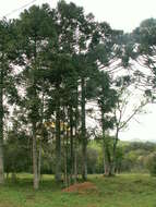 Image of Candelabra Tree