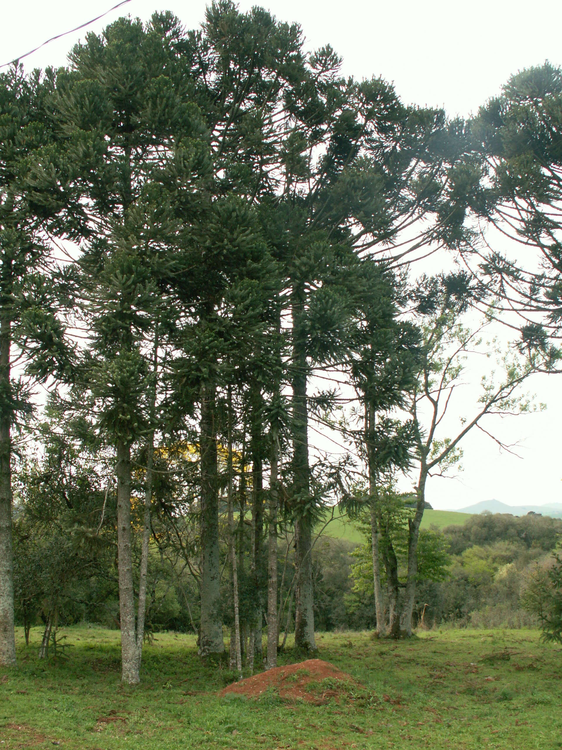 Image of Candelabra Tree