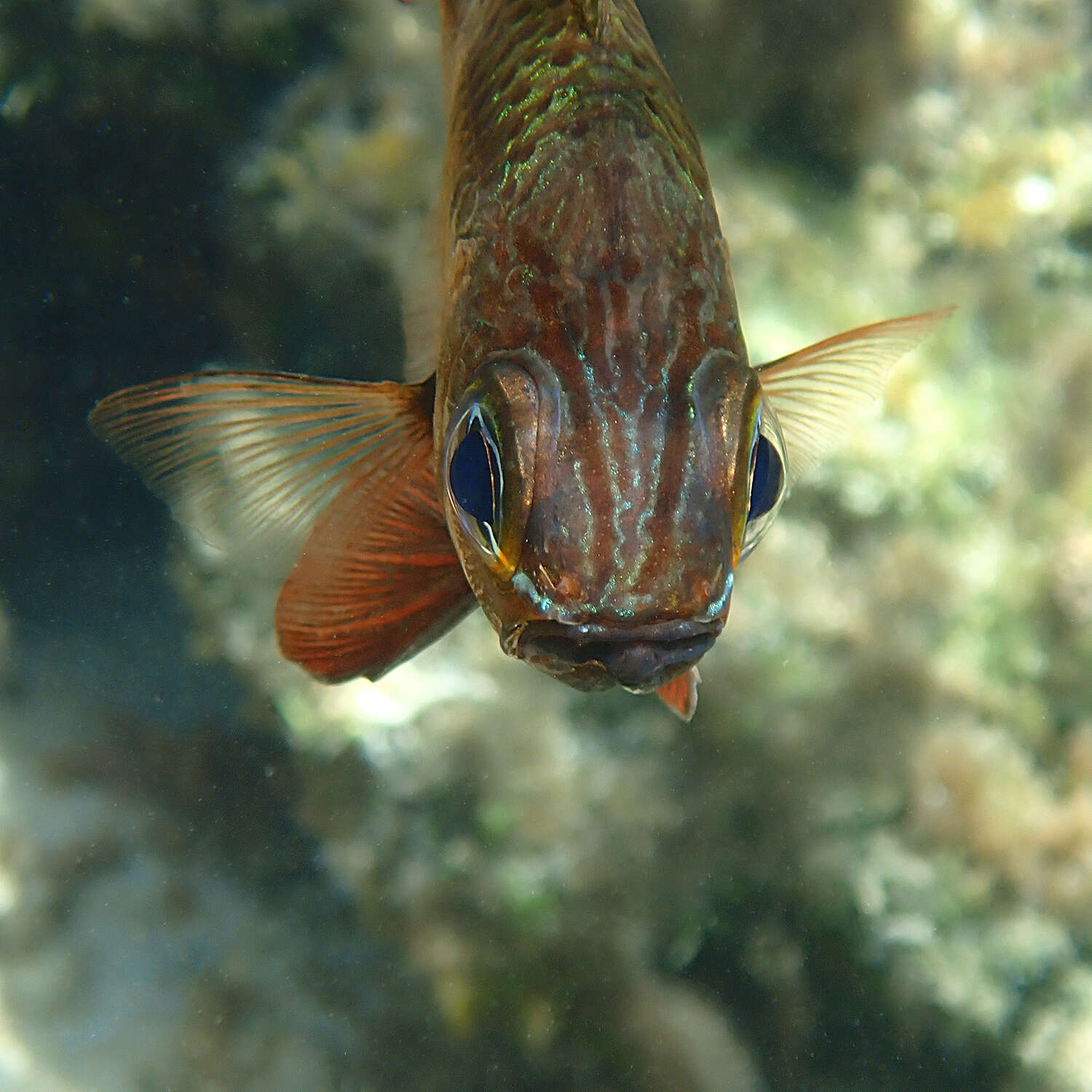 Image of Norfolk cardinalfish