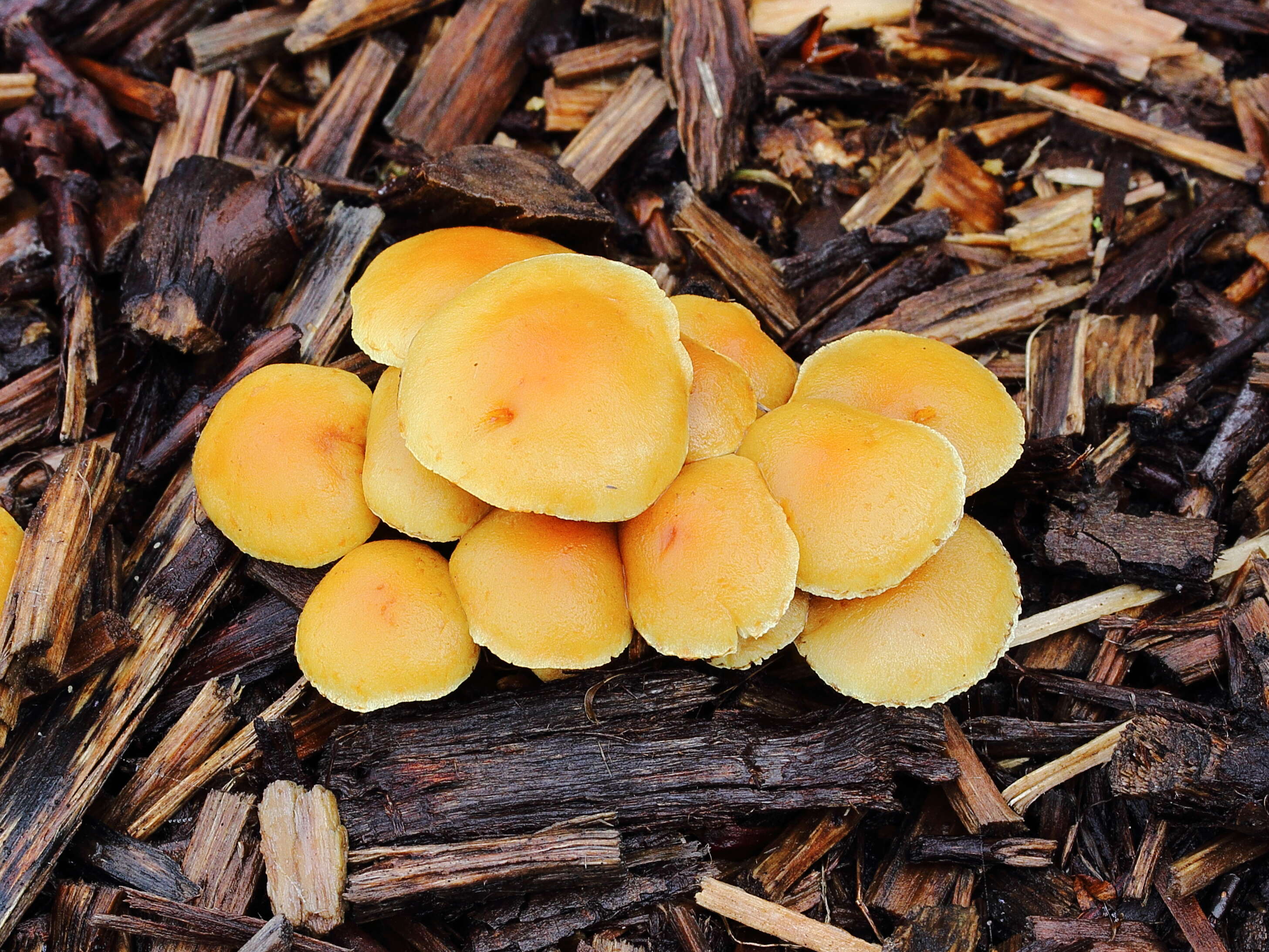 Image of Laccaria laccata (Scop.) Cooke 1884