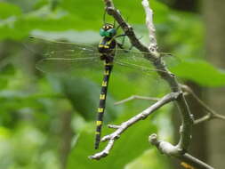 Image of Macromia pacifica Hagen 1861