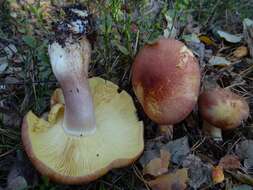 Image of Tricholomopsis rutilans (Schaeff.) Singer 1939