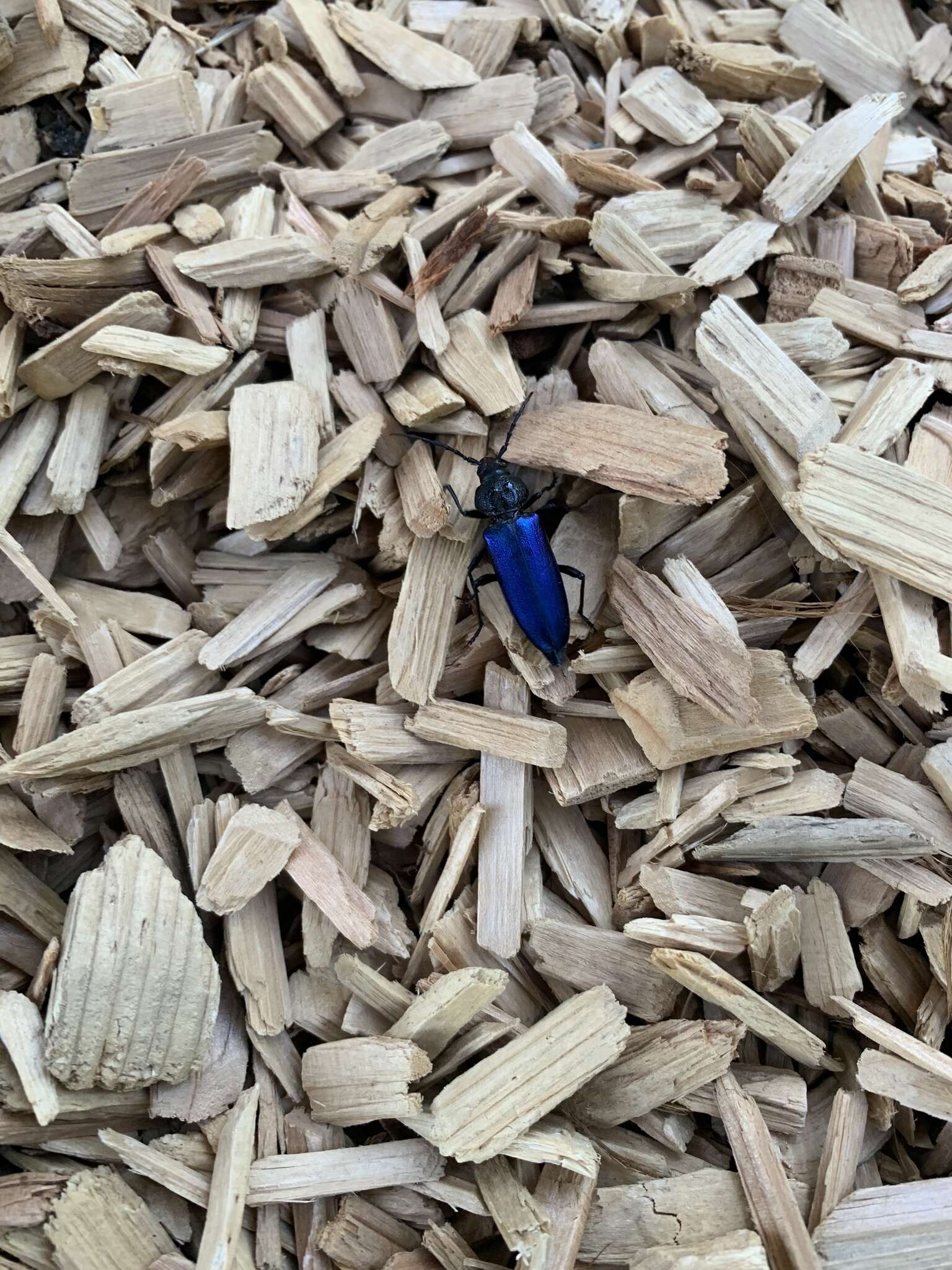 Image of Long-horned beetle