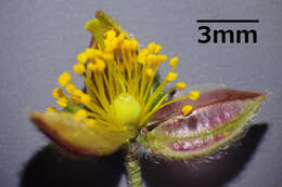 Image of Common Rock-rose