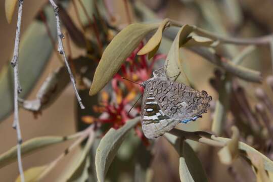 Image of satin azure