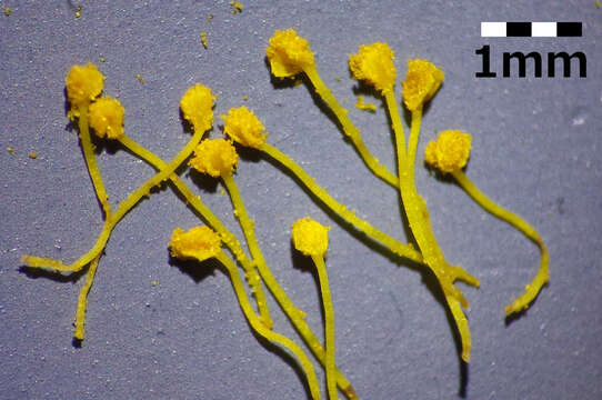 Image of Common Rock-rose