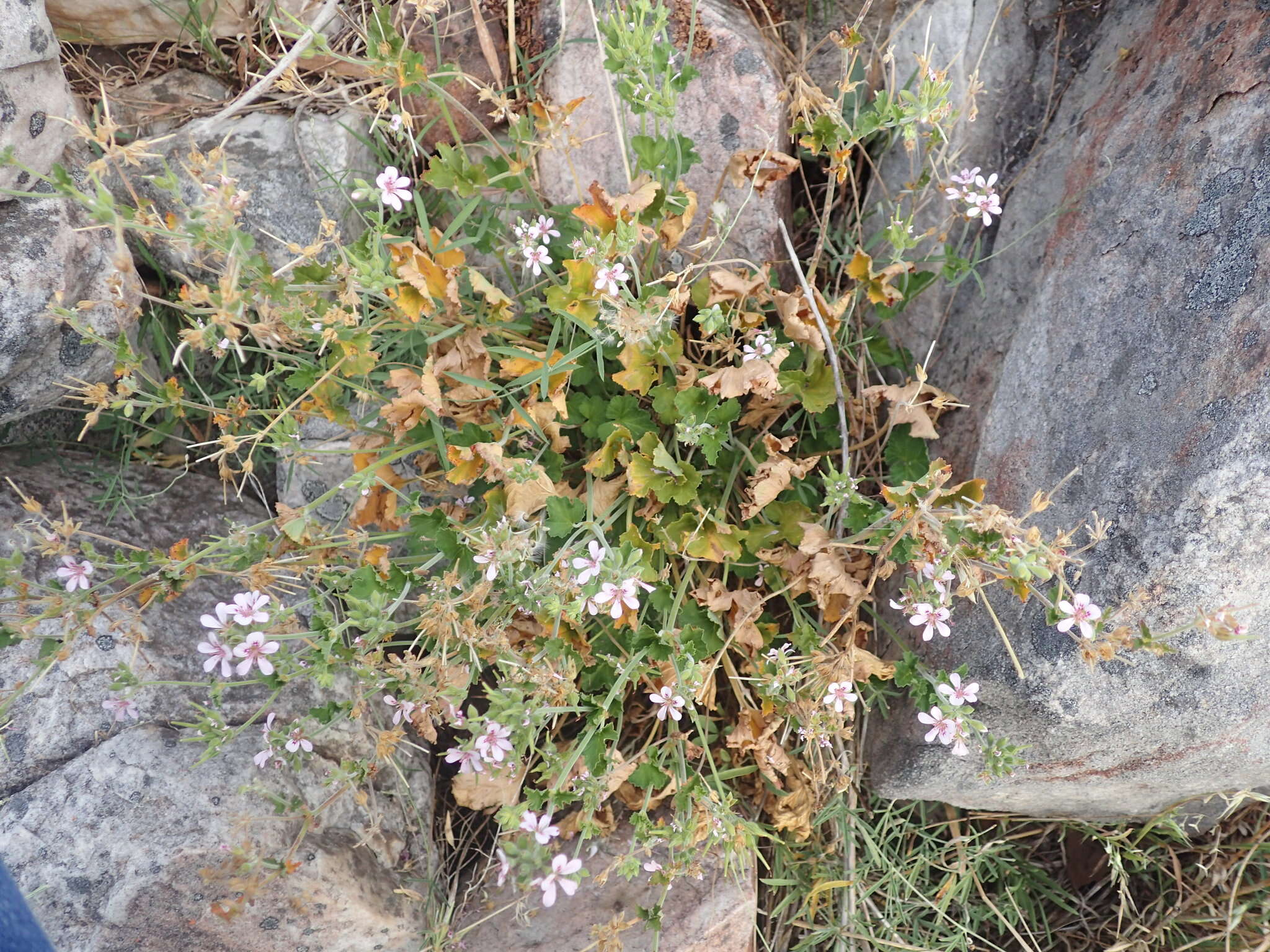 Слика од Pelargonium australe (Poir.) Jacq.