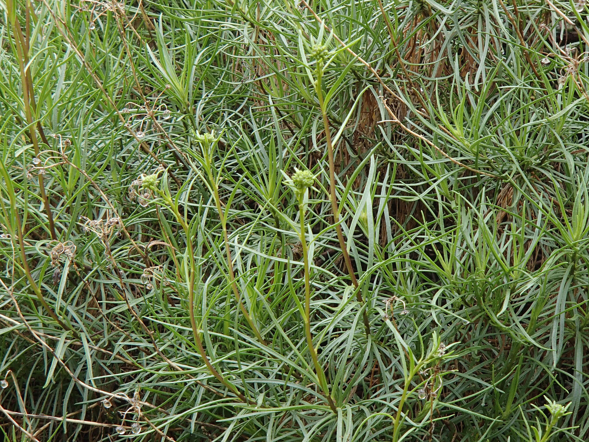 Sivun Encelia stenophylla Greene kuva