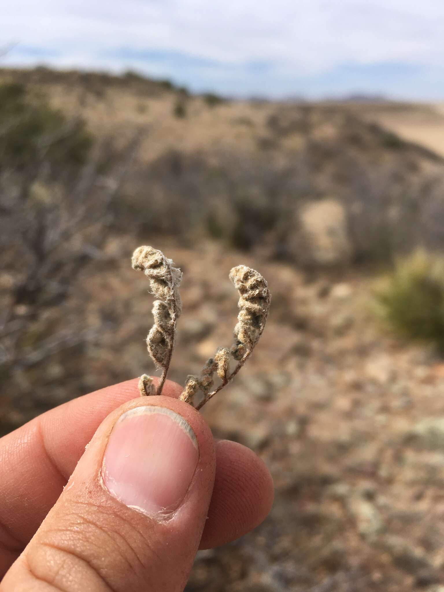 Image of Eaton's lipfern