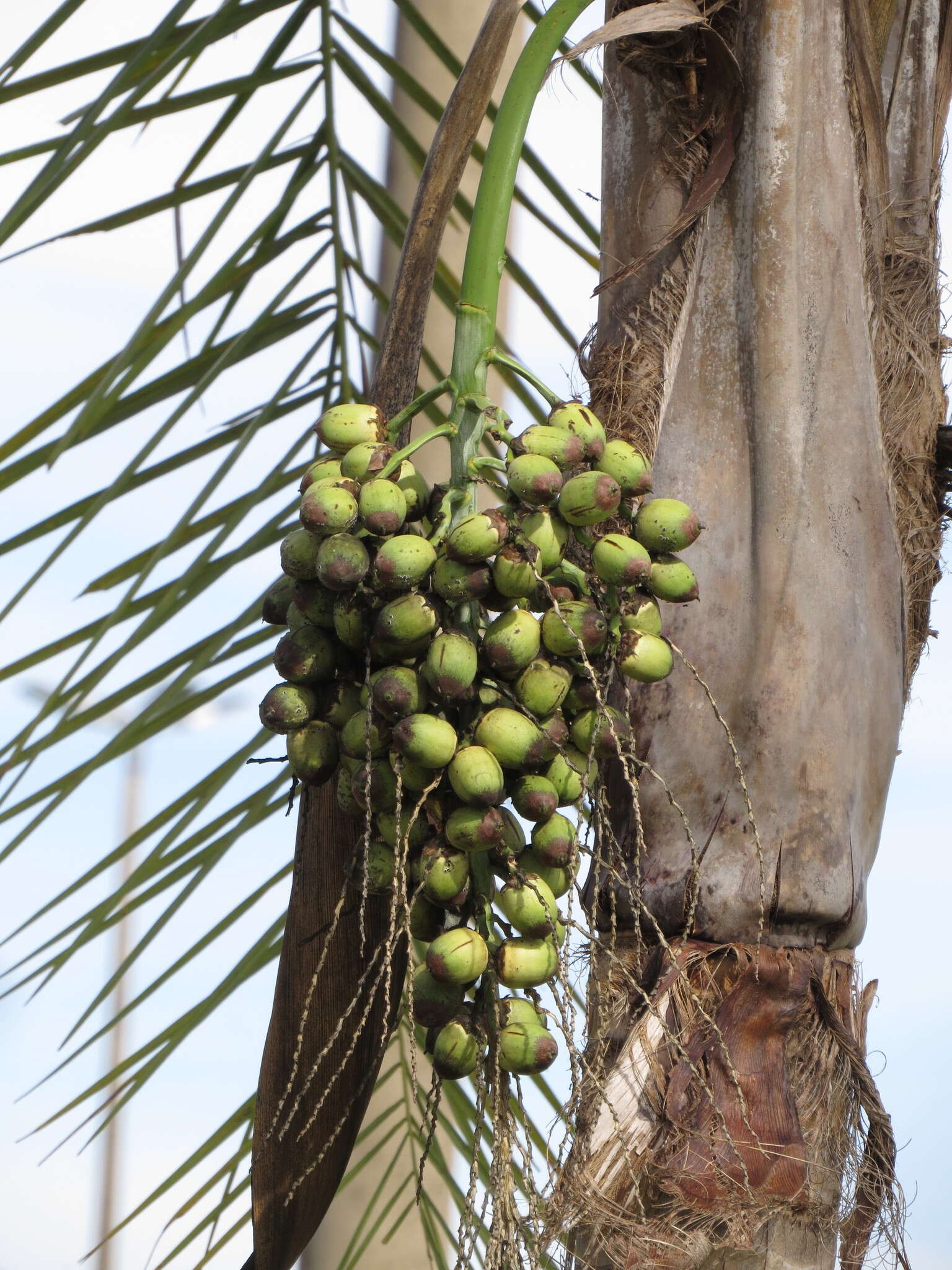 Image of Syagrus oleracea (Mart.) Becc.