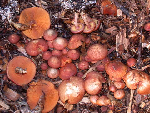 Image of Gymnopilus luteofolius (Peck) Singer 1951