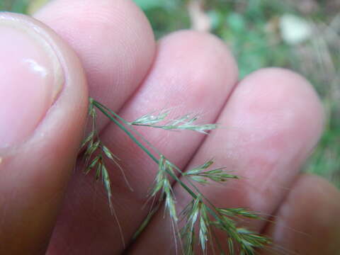 Image of Mexican muhly