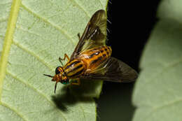 Image of Chrysops vittatus Wiedemann 1821