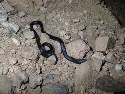 Image of Israeli Mole Viper