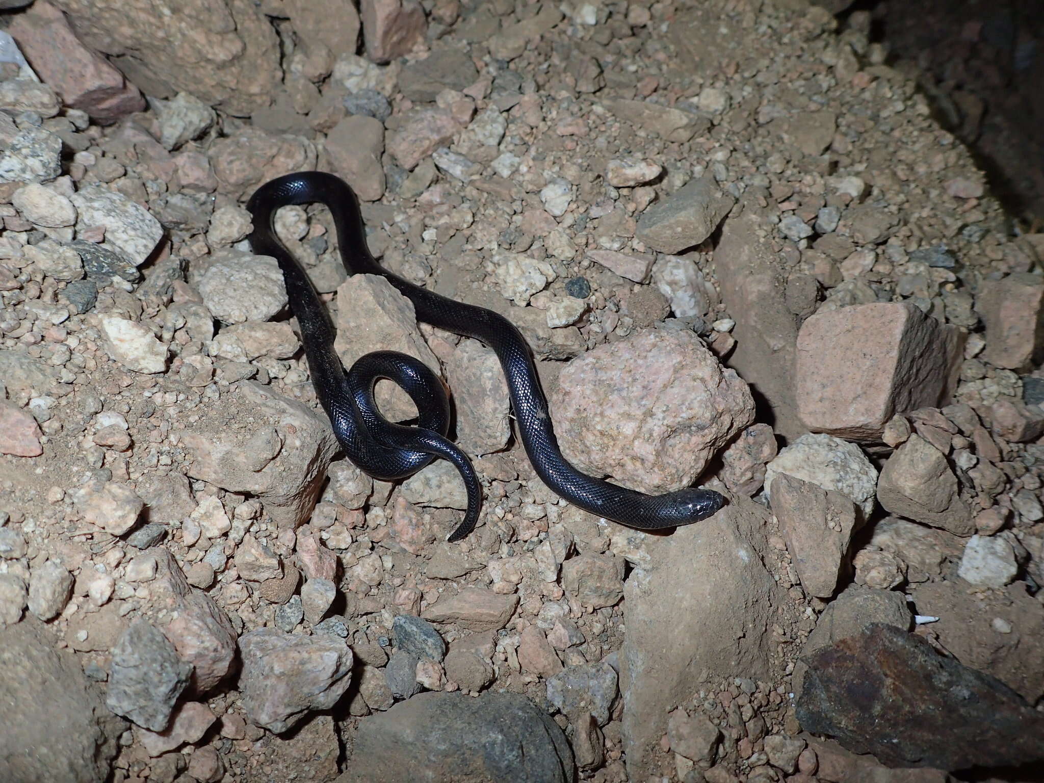 Image of Israeli Mole Viper