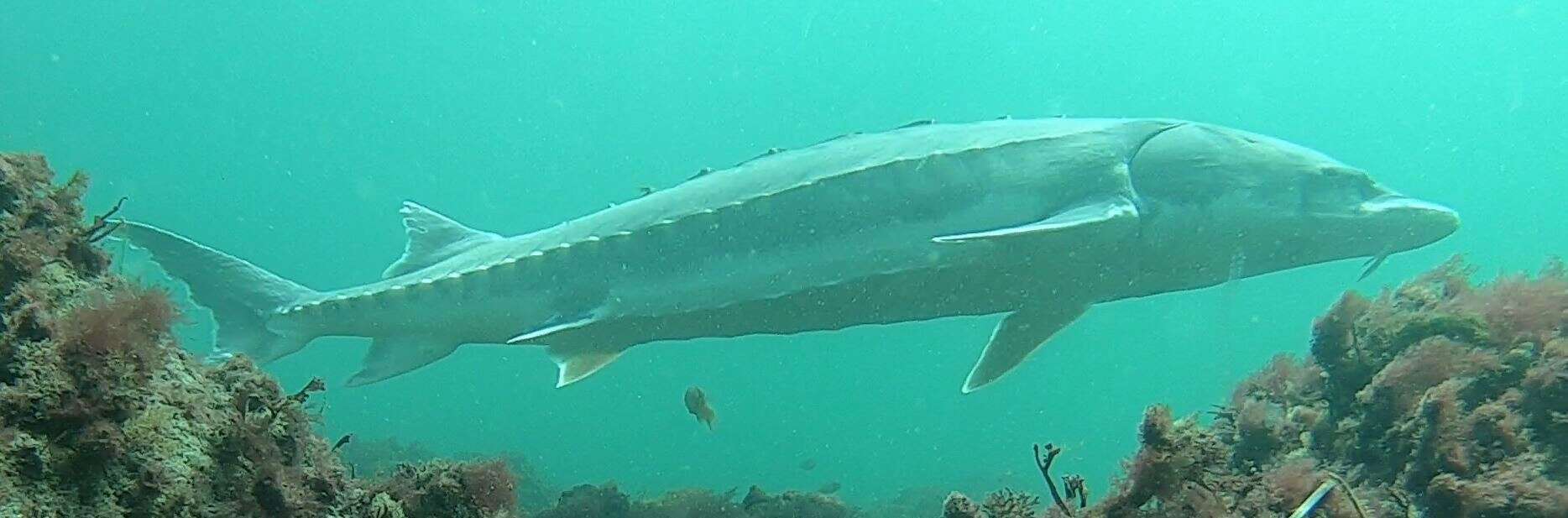 Image of Gulf Sturgeon