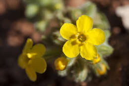 Image of Brenda's yellow cryptantha