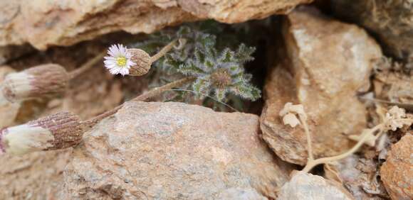 Image of Ixiochlamys cuneifolia (R. Br.) F. Müll. & Sond.