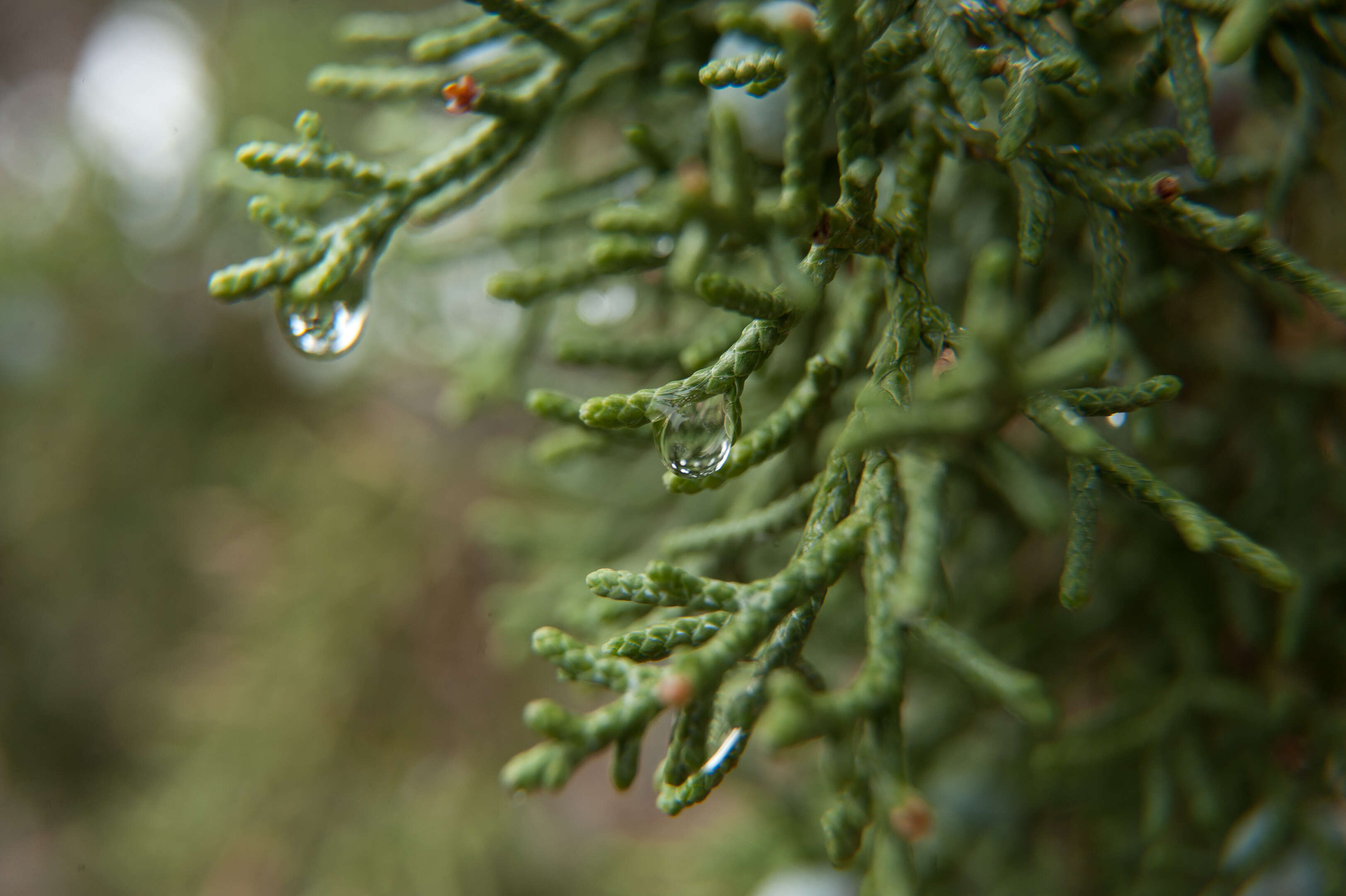 Image of Bigberry Juniper